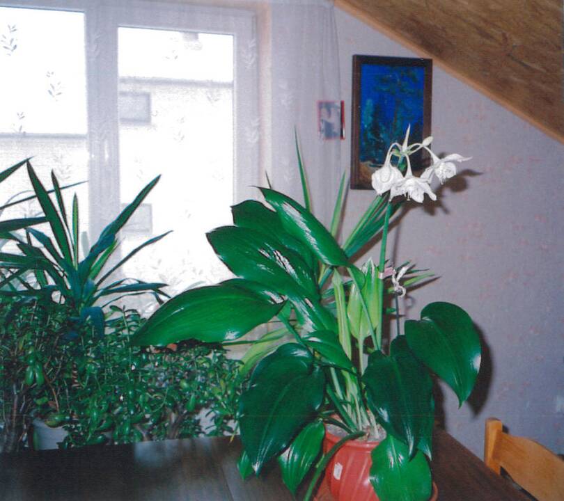 Reiklusis grakštuolis išsireikalavo šilumos