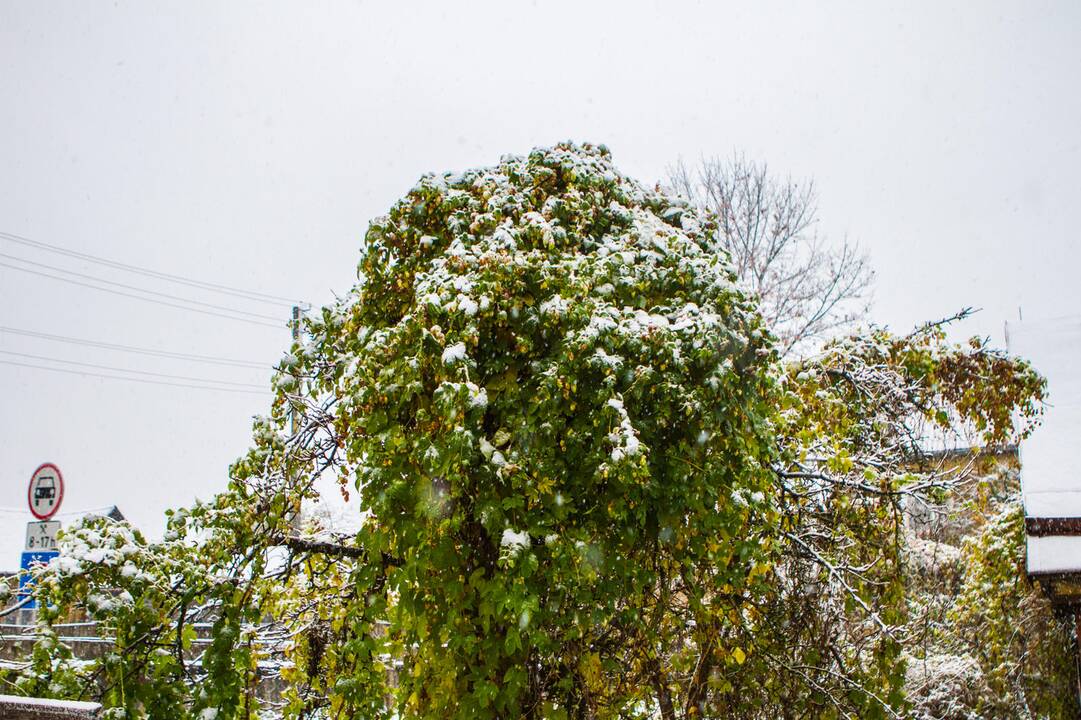 Kauną nuklojo pirmosios snaigės (2018)