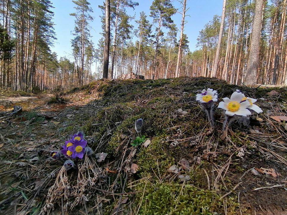 Dzūkijos miškų puošmena – šilagėlės