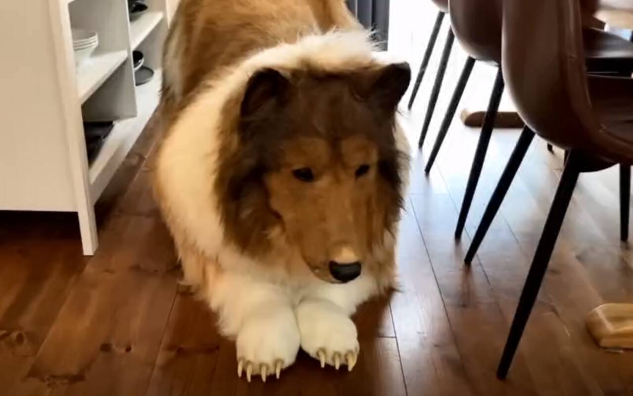 Vyras įgyvendino savo seną svajonę – už 13 tūkst. eurų tapo šunimi