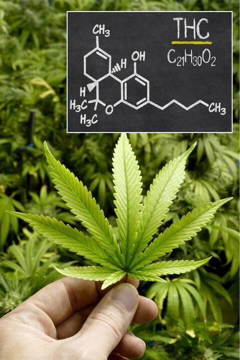 Kanapės legalizuotos, bet euforija blėsta: nuo vėžio negydo?