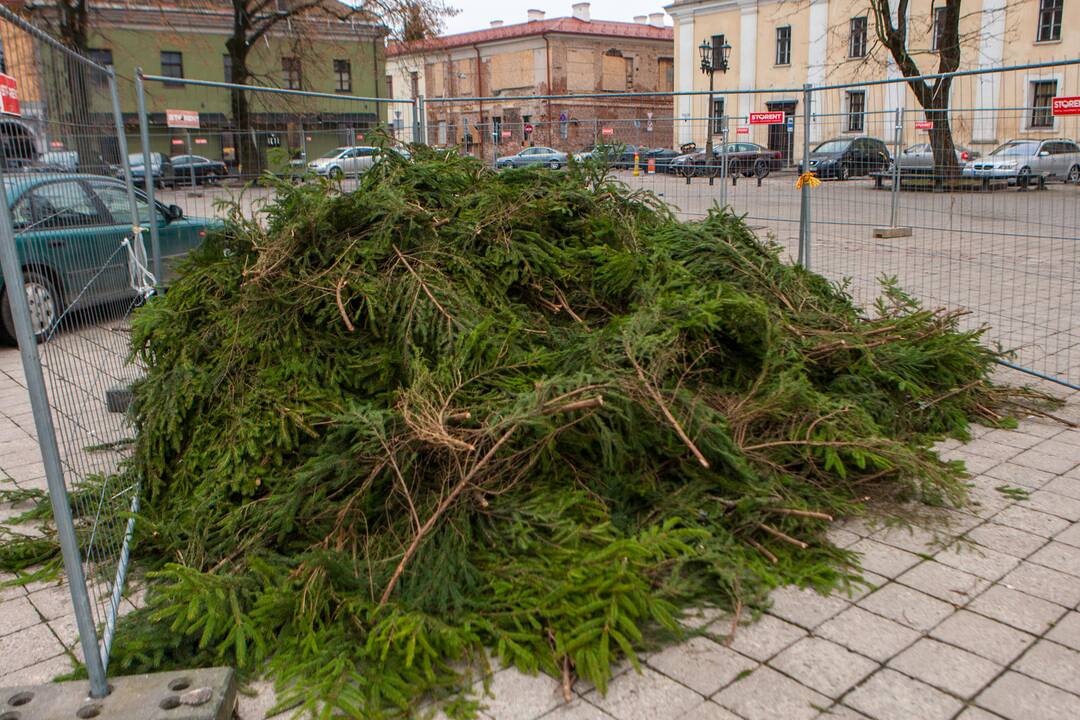 Kauno Kalėdų eglė atkeliavo į Rotušės aikštę