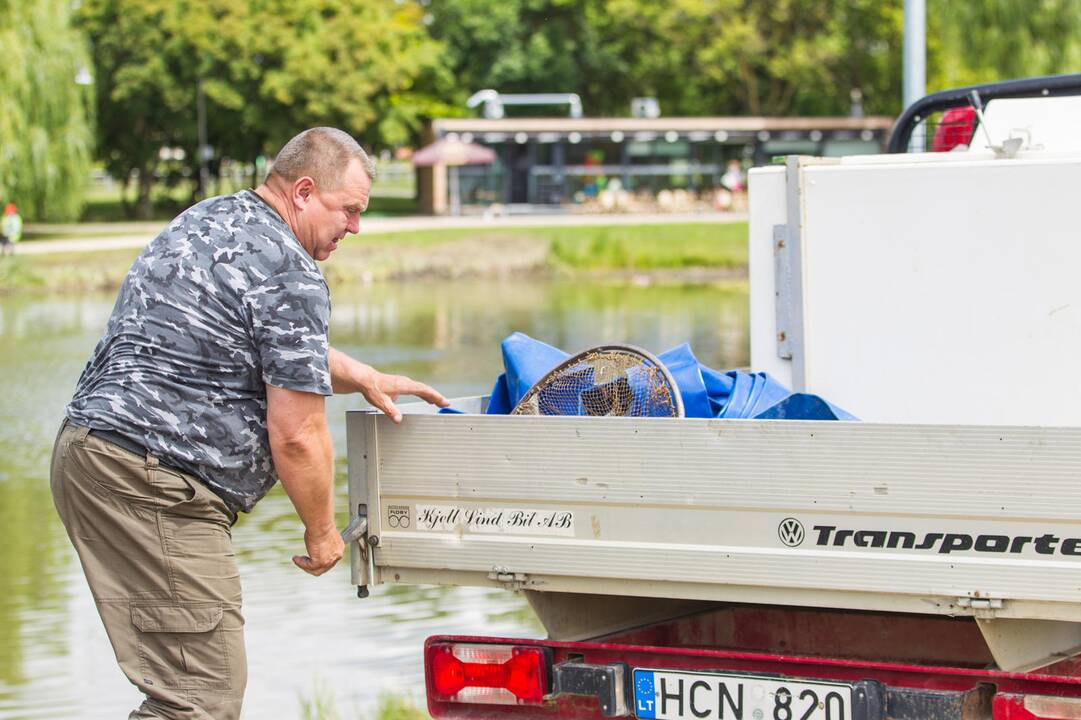 Į Kalniečių parko tvenkinį įleistos žuvys