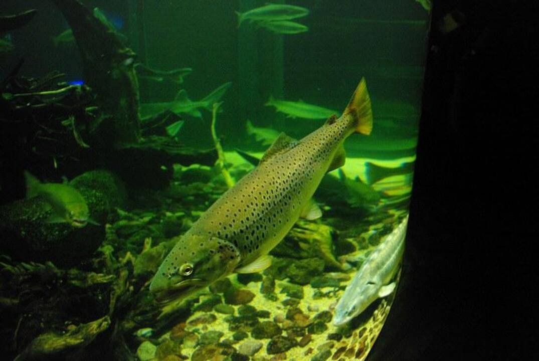 Baltijos jūroje planuojama sekti žuvis