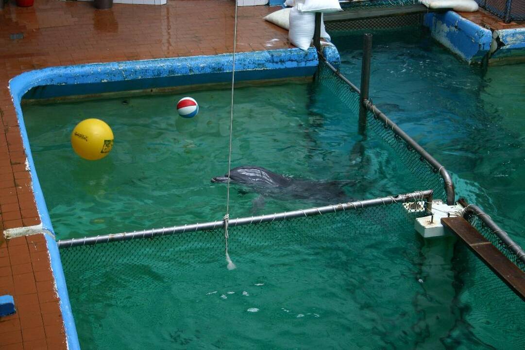 Delfinų laikymo vieta Klaipėdos delfinariume.