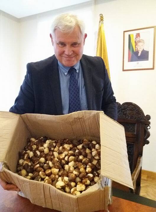 Dovana uostamiesčiui – tulpės „Gintarinė Lietuva“