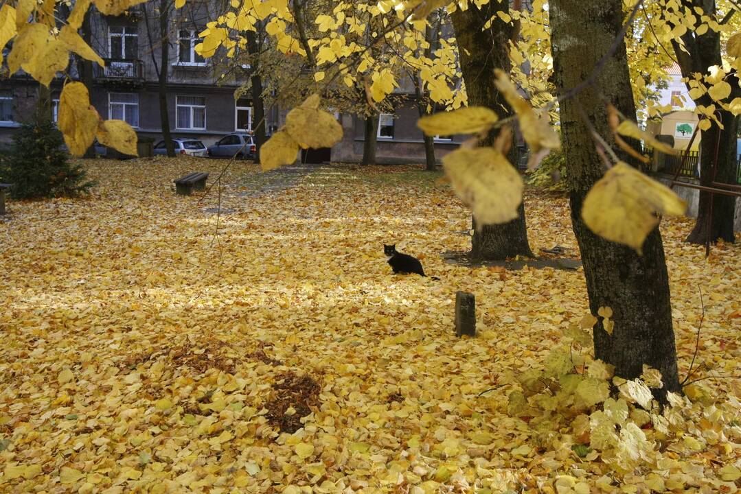 Tendencija: šių metų ruduo uostamiestyje buvo šiltesnis nei norma.