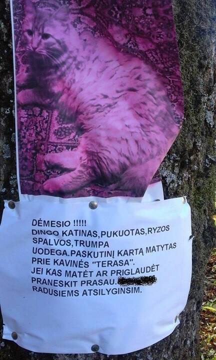 Neatitinka: ant medžių iškabintose nuotraukose matyti, kad katinas ne "ryžas", o išmaudytas kalio permanganato tirpale ("margancovkėje").