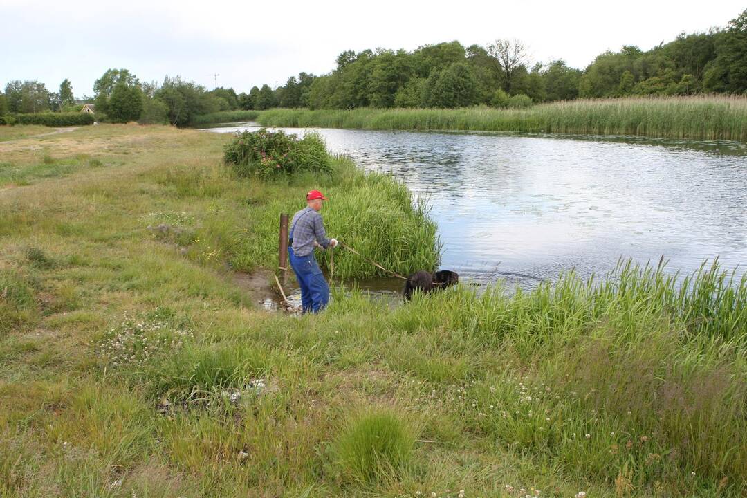 Tauralaukyje: kuo arčiau Klaipėdos, tuo Danė platesnė ir peršokti per ją jau nebeįmanoma.
