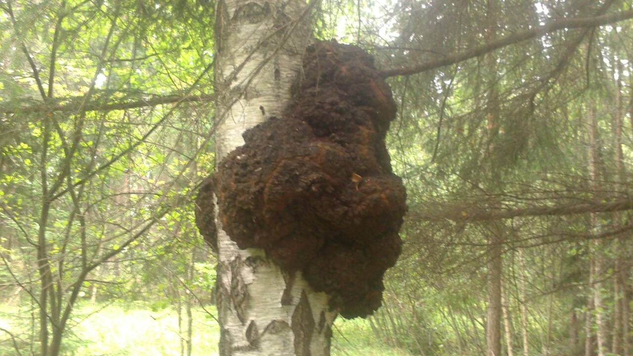Radinys: Angelės pamatytas parazitinis augalas.