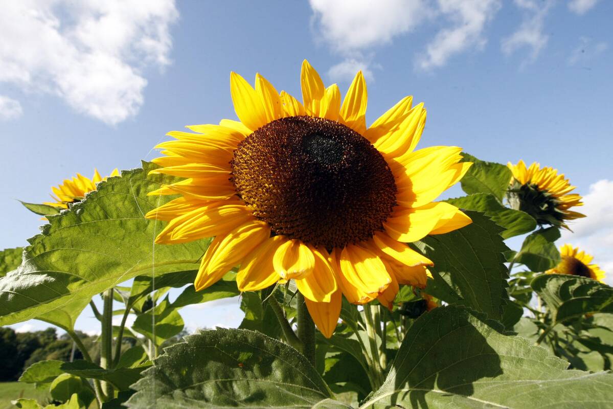 Atokvėpis: kitą savaitę pajūryje prasidės bobų vasara – nudžiugins šilti, saulėti ir malonūs orai.