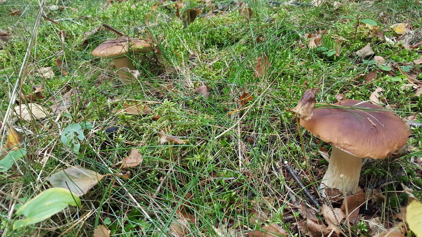 Noras: Antanas pageidauja baravykus rėžti devynis mėnesius per metus.