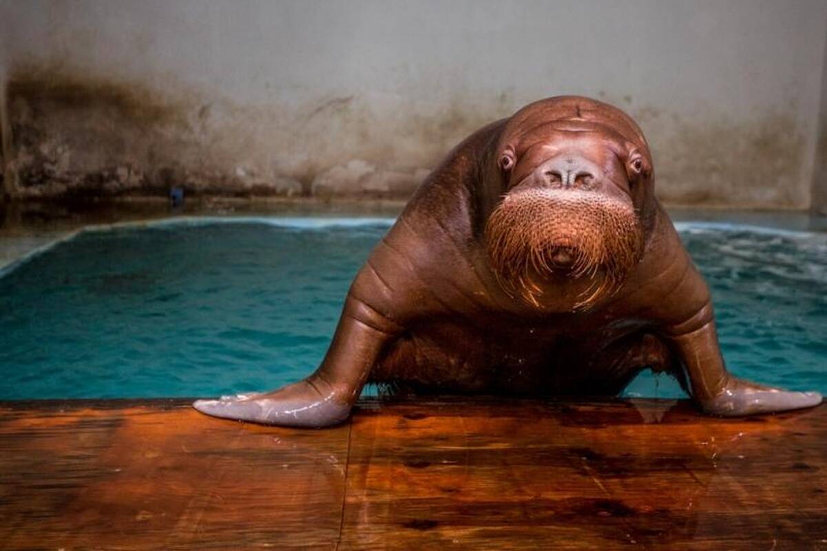 Nuosprendis: Mišai į kailį įkrėtęs dresuotojas – atleistas.