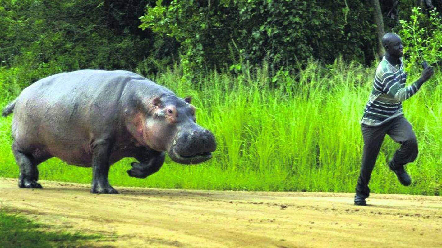 Aklavietė: situacijose, kai vejasi begemotai, niekas neturi tobulo patarimo, kaip išsigelbėti.