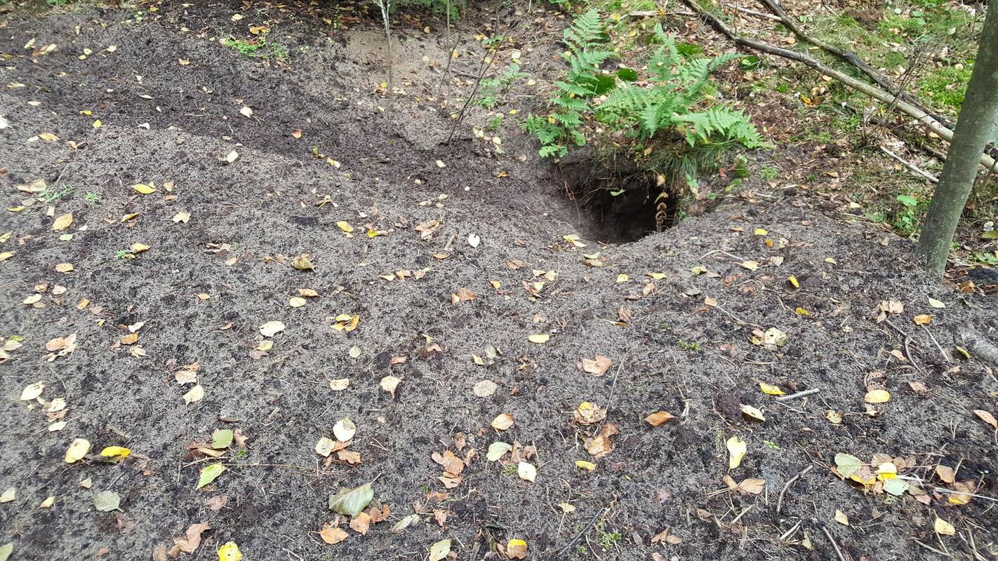 Pasistengė: kažkoks miško gyvūnas uoliai padirbėjo, kol iškasė tiek žemių.