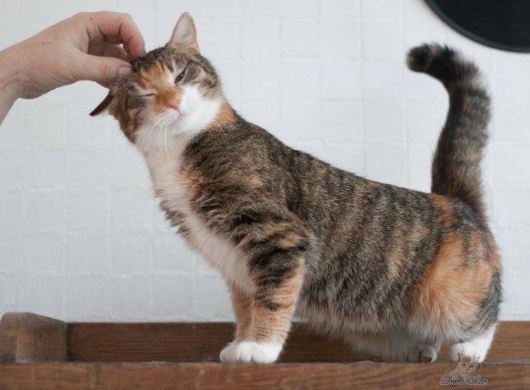 Patikslino: mokslininkai pabrėžė, kad nėra svarbu į kurią pusę: ar nuo nugaros, ar nuo ūsų.