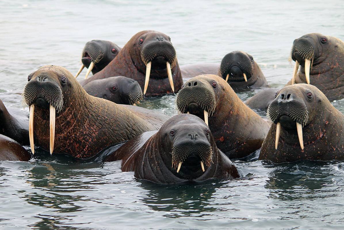 Pastebėta: nardydami ruoniai uždaro šnerves ir ausų skyles.