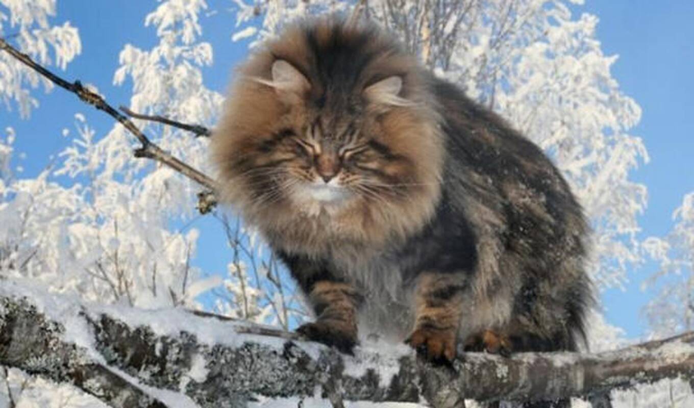 Kiaulystė: kuo prasčiau plaukus nukerpa, tuo lėčiau jie atauga.