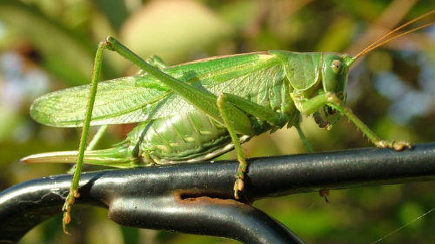 Giminaičiai: žiogai priklauso tai pačiai tiesiasparnių būrio vabzdžių šeimai kaip skėriai, kurie naikina derlių.