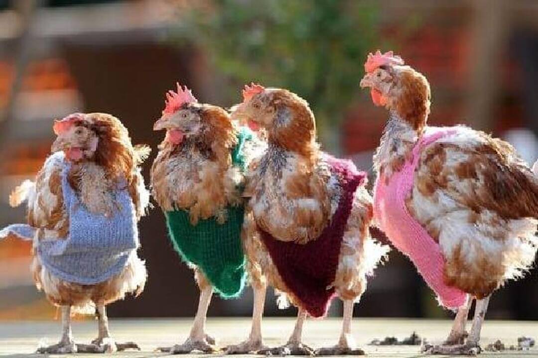Pastebėjimas: vyras be pilvo – kaip butas be balkono.