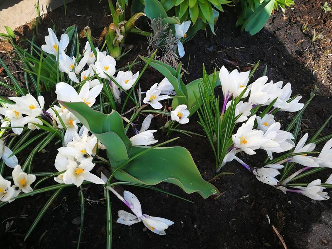 Nauda: gėlynų priežiūra – laisvalaikis, darbas, pramoga.