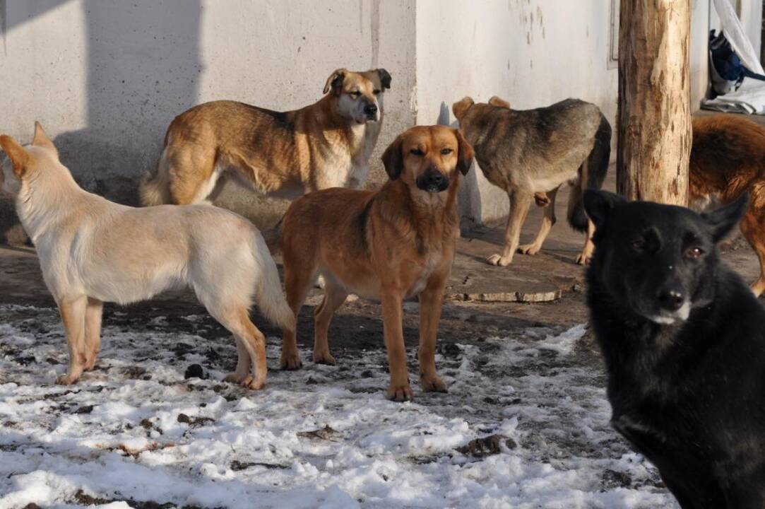 Taktika: suomių tvarkos sergėtojai žada sugaudyti keturkojus ir juos užmigdyti.