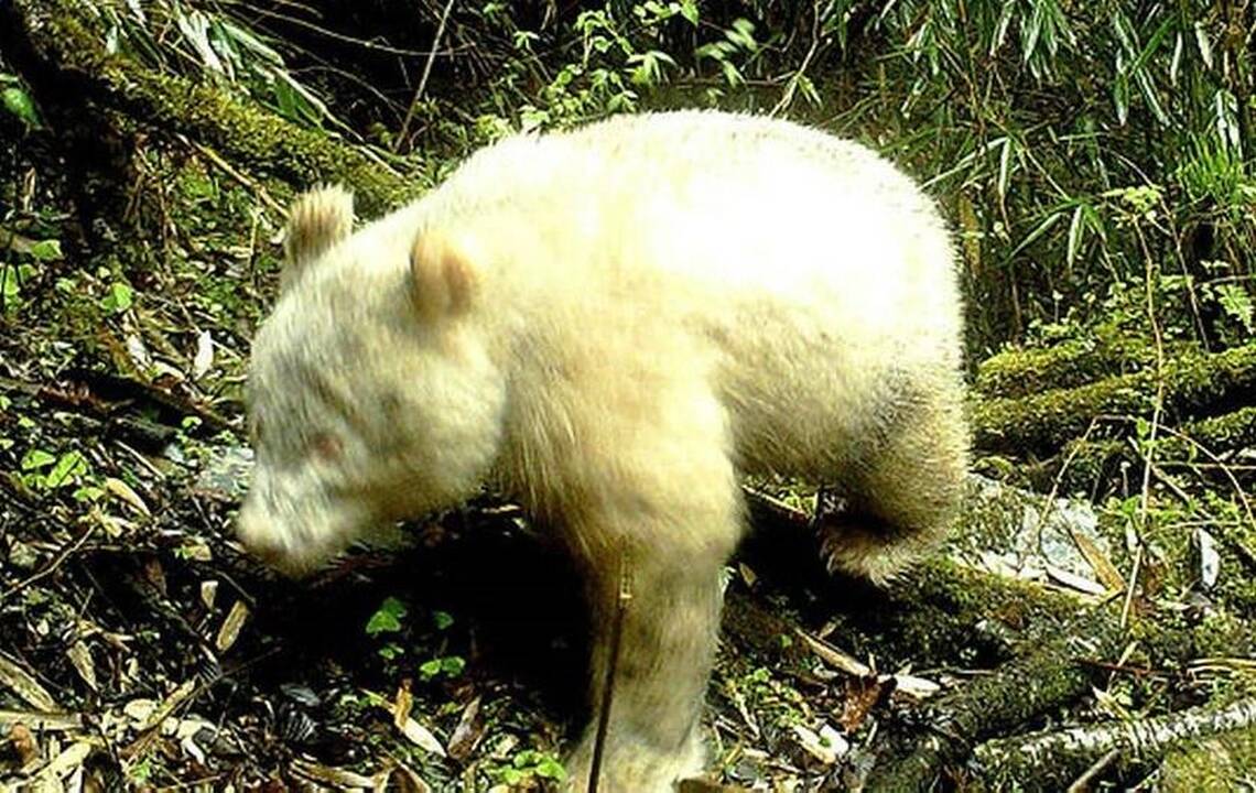 Staigmena: į kameros filmavimo zoną įrėpliojusi balta panda sukėlė zoologus ant kojų.