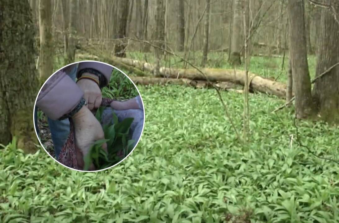 Botanikai nerimsta: žmonės miškuose naikina išskirtinį augalą