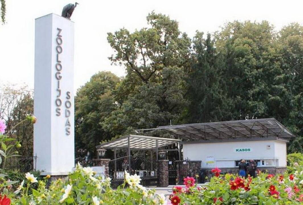 Paukštis, sulaukiantis ypatingo dėmesio