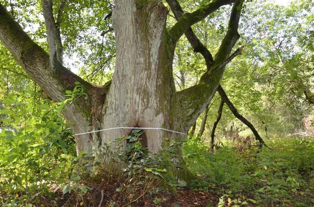 Vartelių liepa 