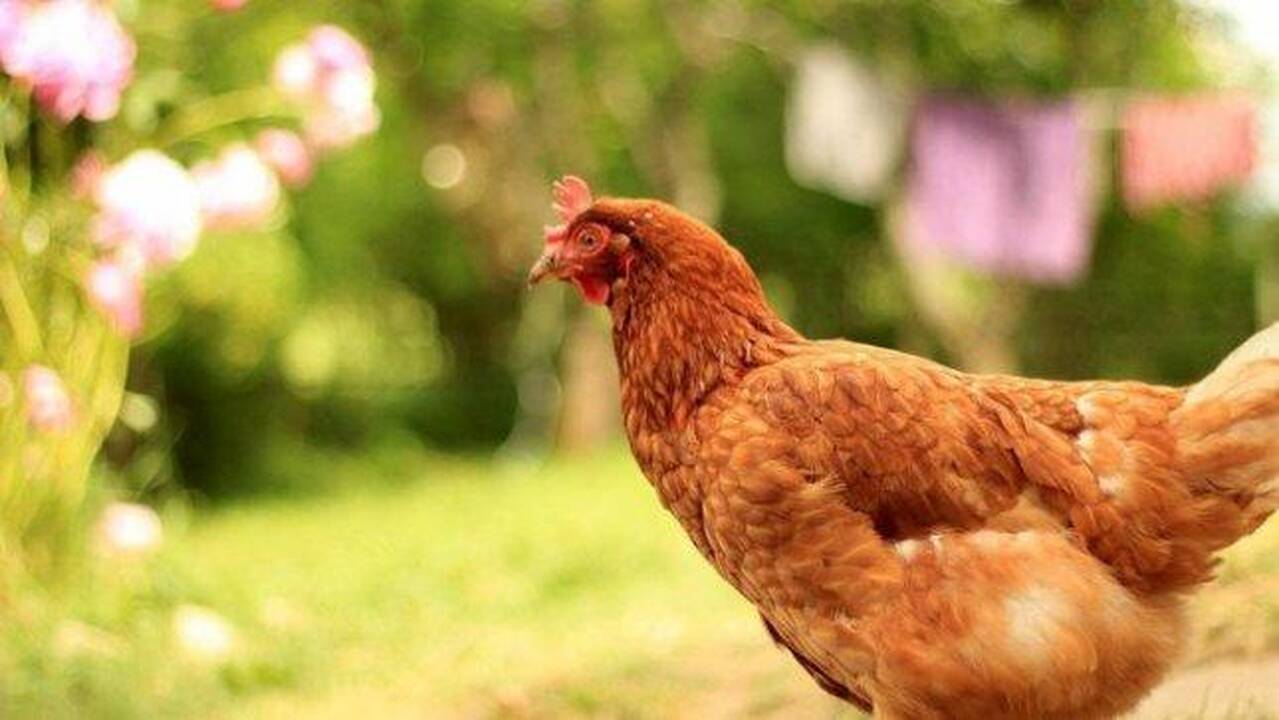 Višta Olivija. 