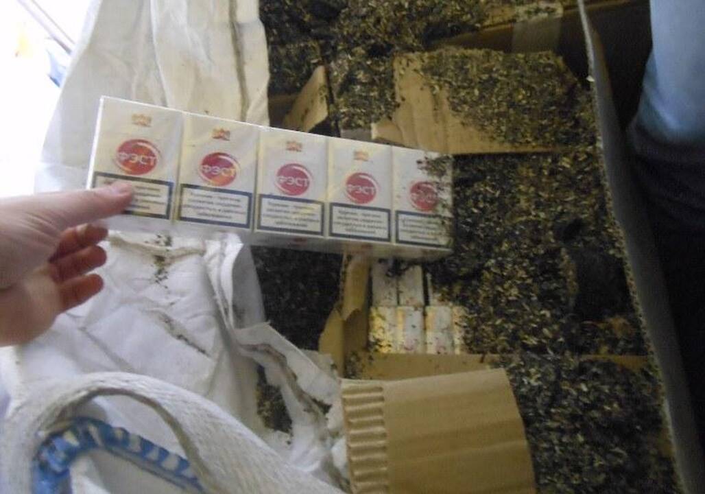 Kontrabandinės cigaretės slėptos tarp saulėgrąžų išspaudų