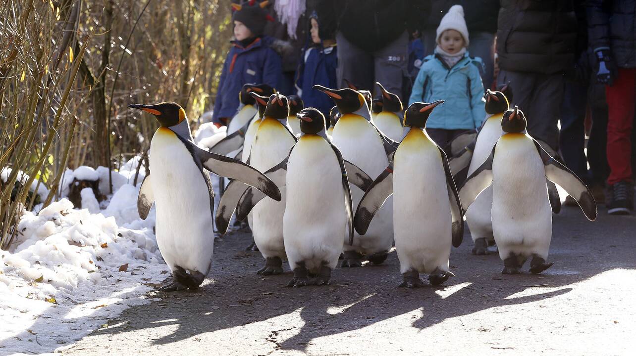 Pasivaikščiojimas su pingvinais Ciuricho zoologijos sode