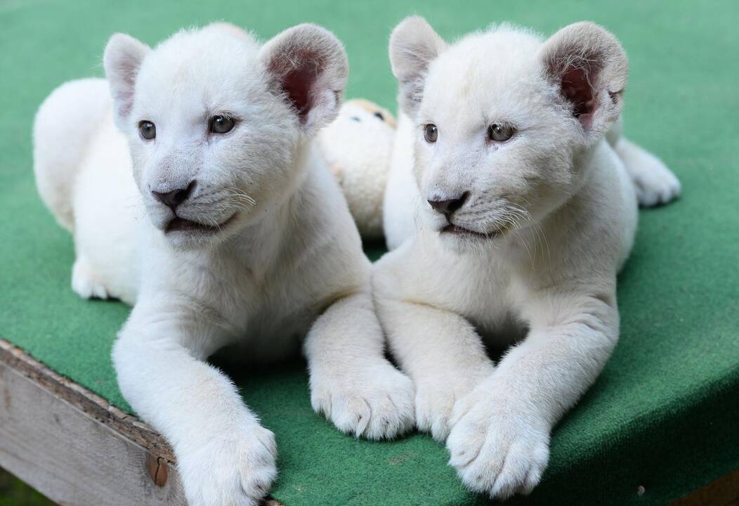 Baltieji liūtukai Budapešto zoologijos sode