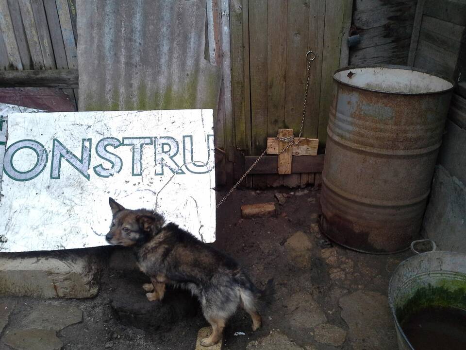 Bėdžius: štai kaip gyveno šis keturkojis iki KVMVT inspektorių apsilankymo.