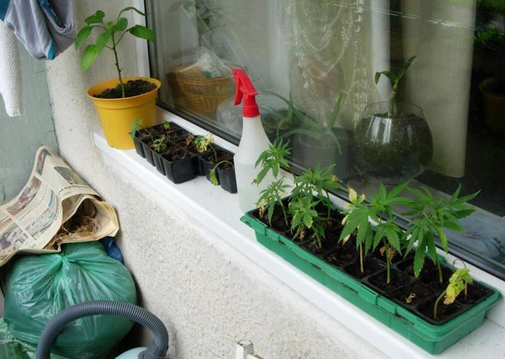 Netradicinės medicinos mėgėjų bute – narkotikų sandėlis