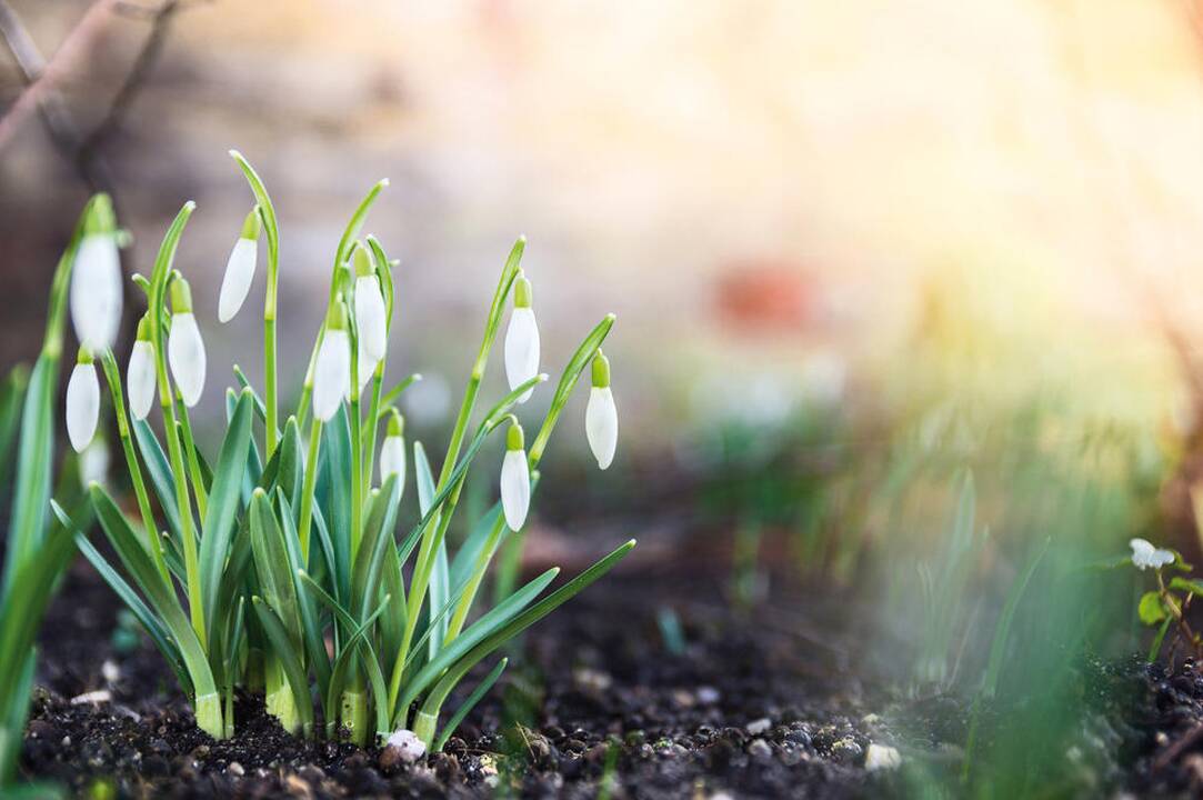 Prognozė: klimatas Lietuvoje šils