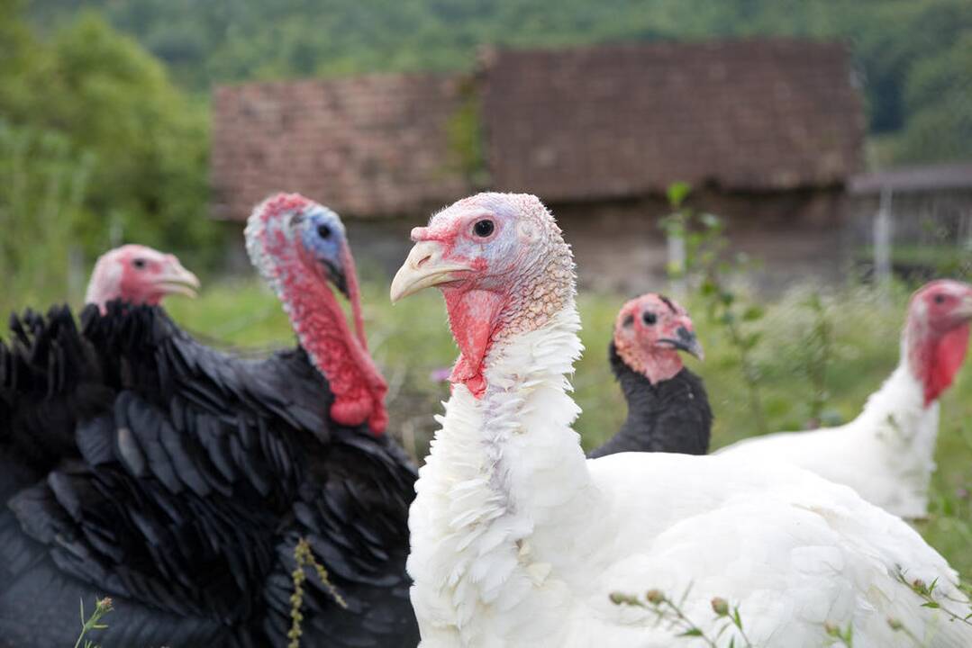 Vokietijoje nustatytas paukščių gripas