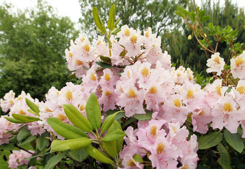 Rododendrai botanikos sode