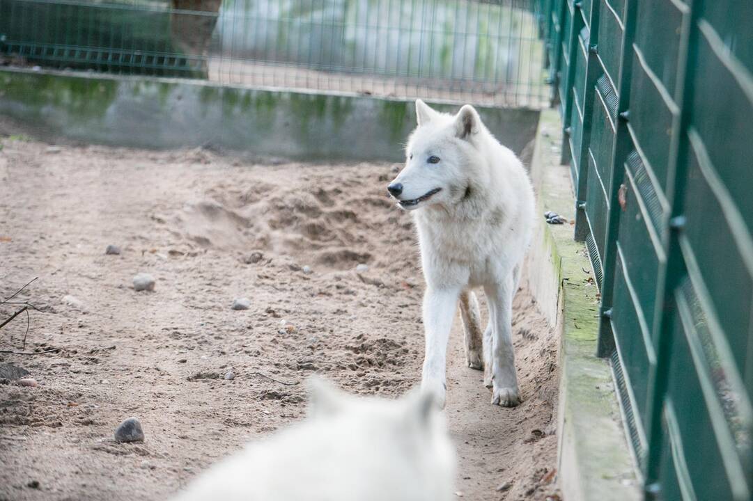 Gyvūnų Kalėdos zoologijos sode