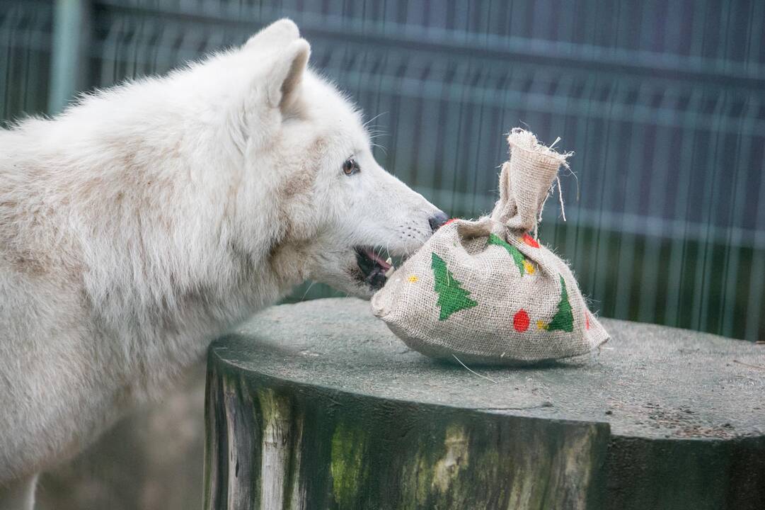 Gyvūnų Kalėdos zoologijos sode