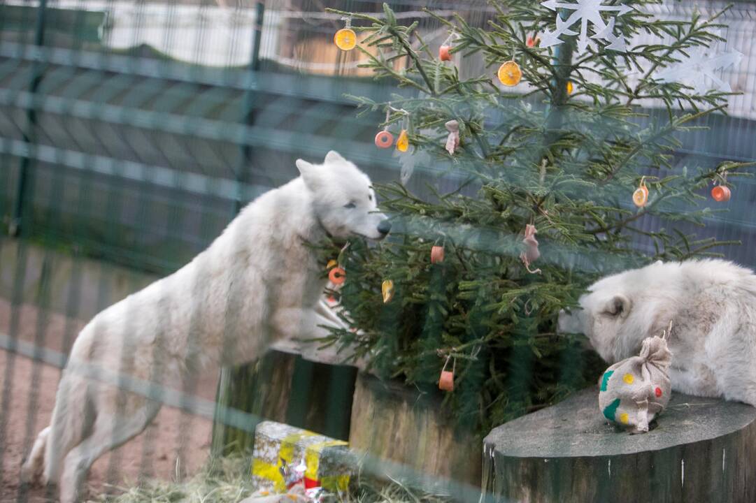 Gyvūnų Kalėdos zoologijos sode