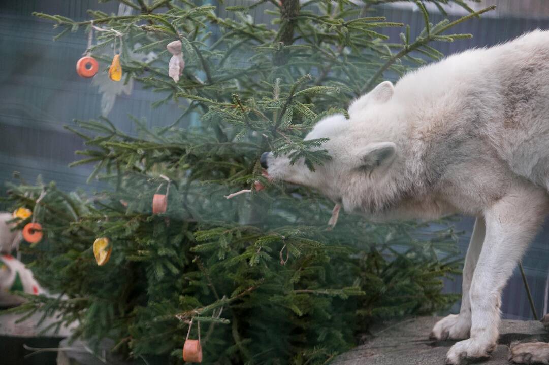 Gyvūnų Kalėdos zoologijos sode
