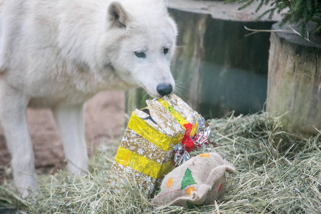 Gyvūnų Kalėdos zoologijos sode