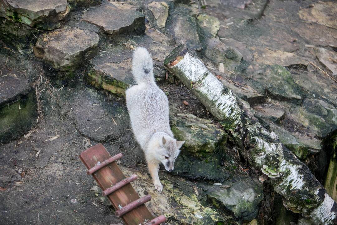 Gyvūnų Kalėdos zoologijos sode