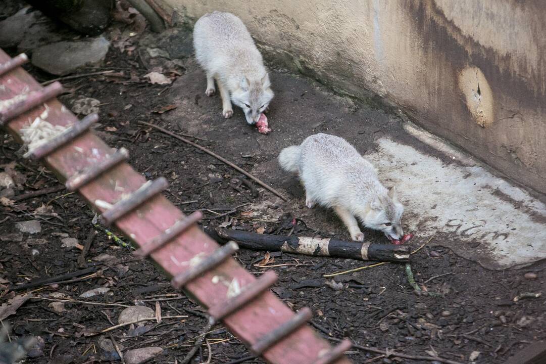 Gyvūnų Kalėdos zoologijos sode