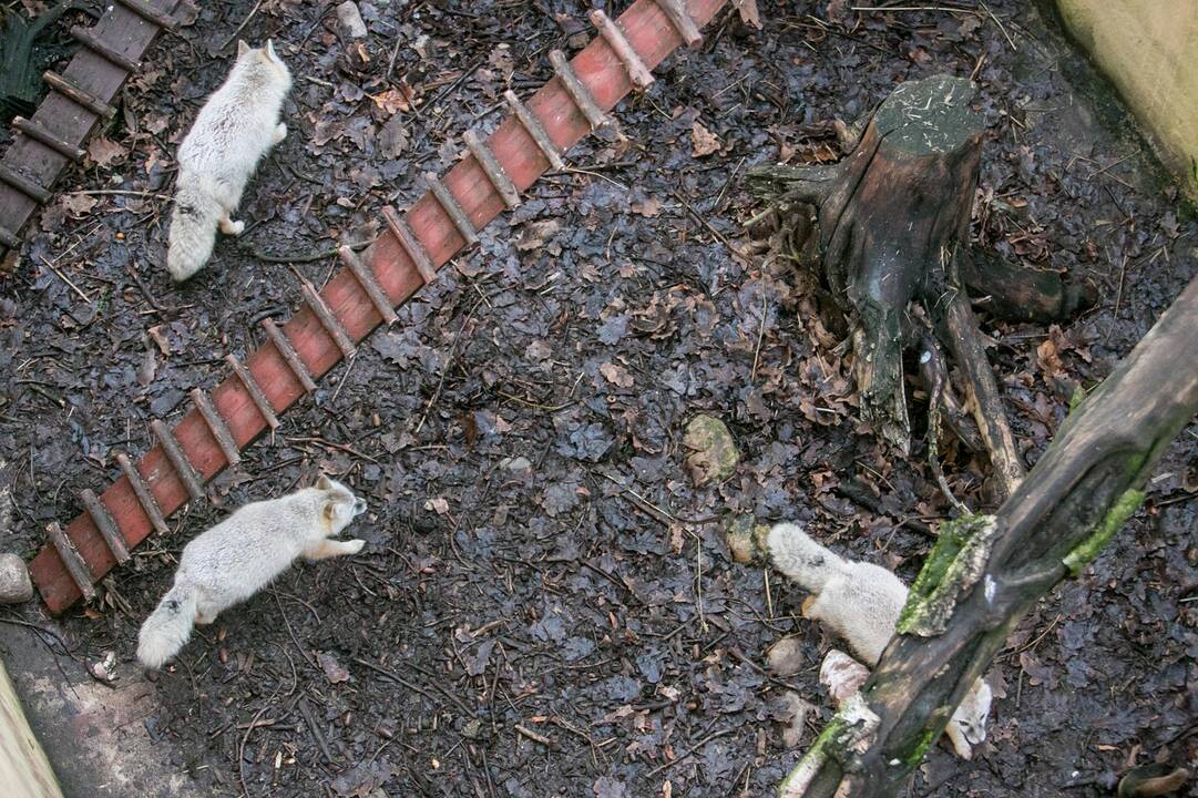 Gyvūnų Kalėdos zoologijos sode