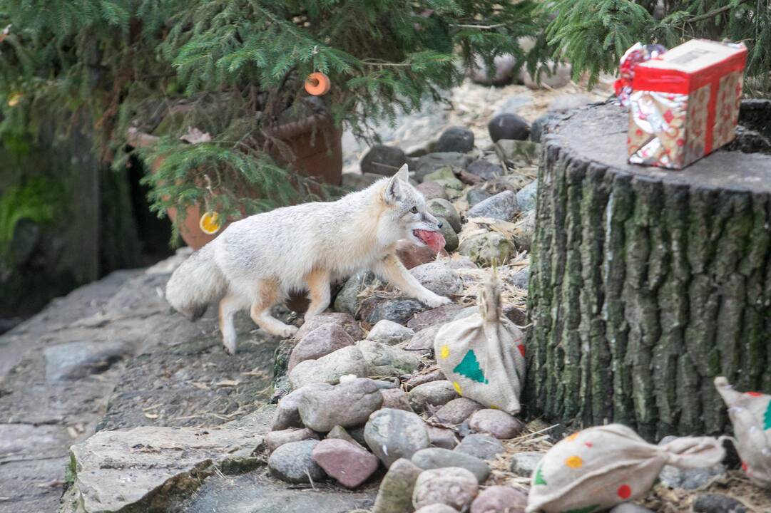Gyvūnų Kalėdos zoologijos sode