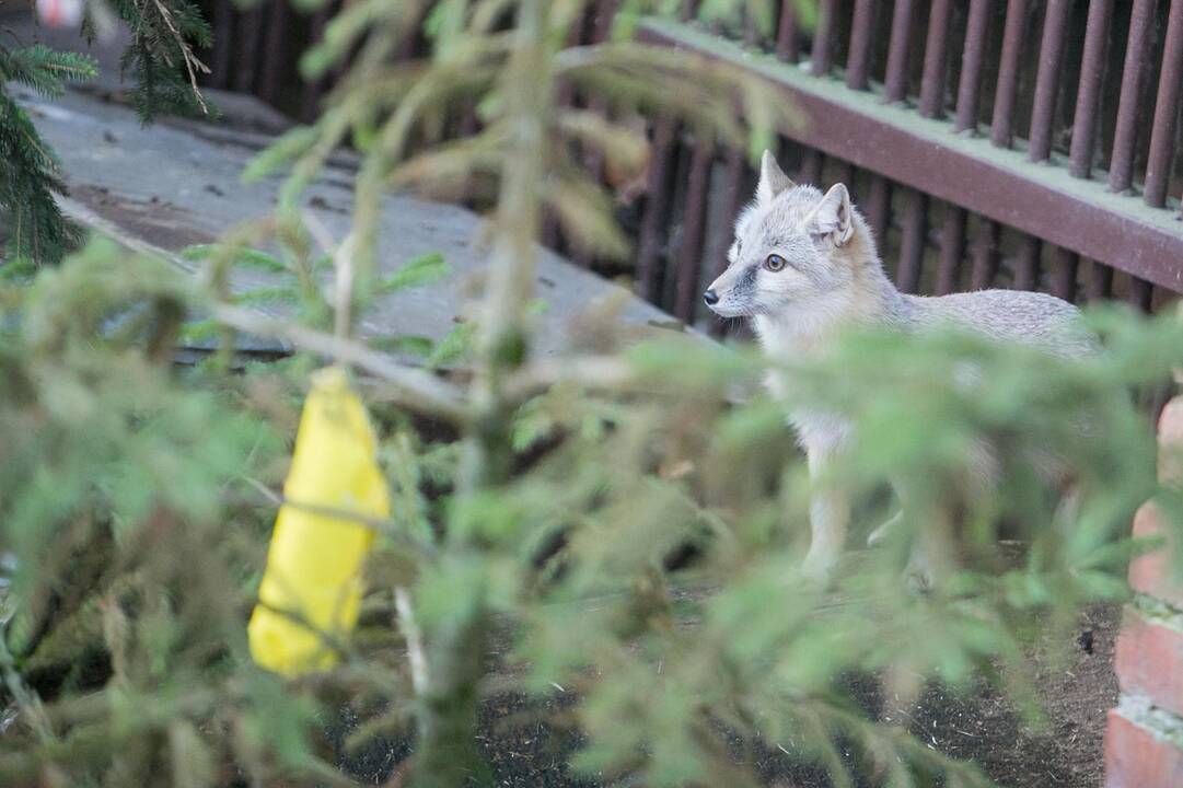 Gyvūnų Kalėdos zoologijos sode