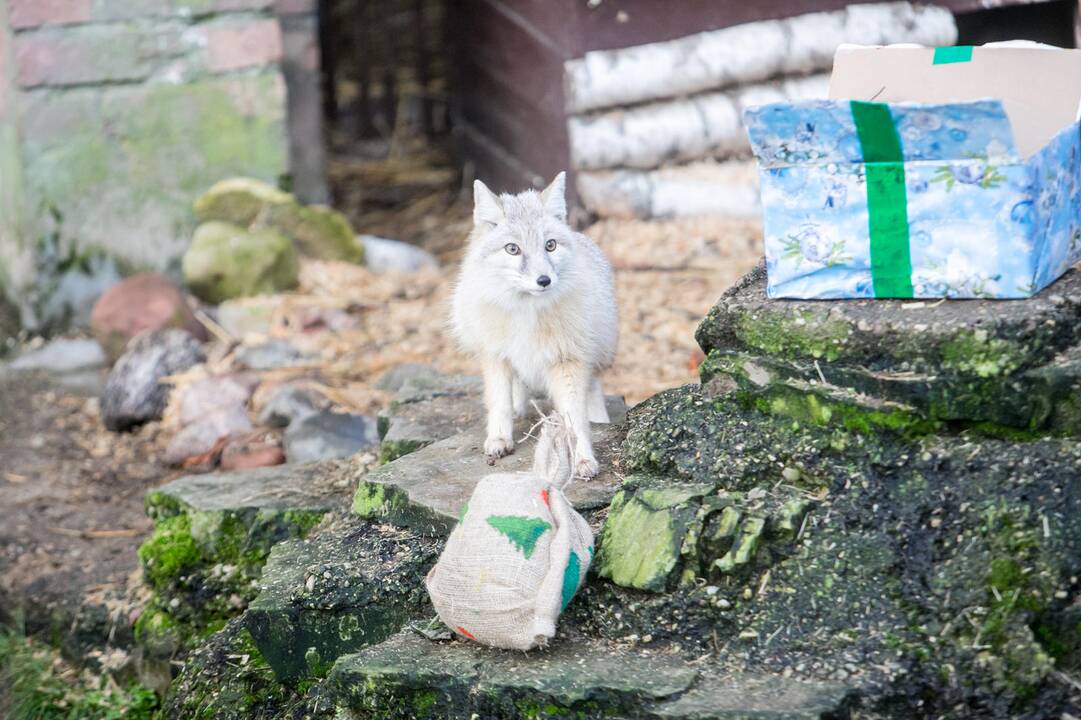 Gyvūnų Kalėdos zoologijos sode